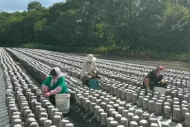 黑龙江大山里的，柞木木耳近似于野生很受大家欢迎的视频封面