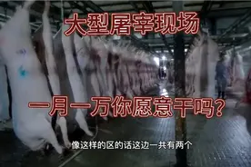 屠宰场杀猪工，一万一个月你敢干吗？你会害怕吗？视频封面