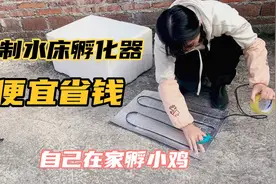 自制水床孵化器，简单又省钱，自己在家孵小鸡，享受孵化的乐趣视频封面