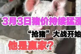 3月3日猪价再度猛涨，“抢猪”大战硝烟燃，他难道是真正的赢家？视频封面