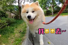 大大的狗狗，喜欢小小的猫咪，吸猫还带礼物了哦视频封面