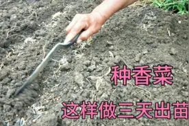 秋后种香菜，用这个方法三天出齐苗，香菜成活率高长势壮口感好视频封面
