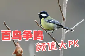 百鸟争鸣太好听了，盘点20种最美的鸟叫声，治愈般的声音分忧解烦视频封面
