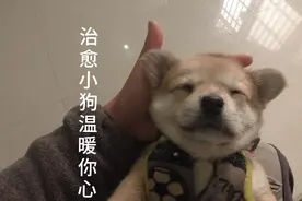 小小年纪 睡觉就呼噜满天飞 叫也不会醒的深度睡眠治愈小奶狗。视频封面