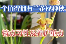 一个值得拥有的兰花稀有品种秋芝，其特点习性及养护重点视频封面