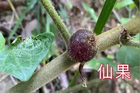 深山遇见一棵罕见的野生植物，很多人都没见过，拍给大家看视频封面