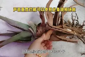 拯救重度烂根的芦荟，多肉多浆的植物烂根，都可以参照此视频视频封面