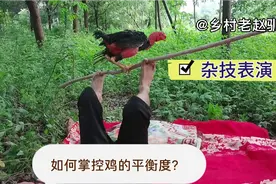 杂技表演脚顶站鸡：如何掌控鸡的平衡度？难得一见。视频封面