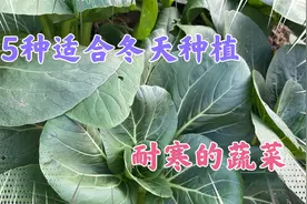 15种可以越冬的蔬菜适合冬天种植，抗寒能力强采收时间长达6个月视频封面