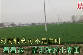 实拍豫东平原大面积麦田，再配上震撼动感的音乐，制成两分钟视频视频封面