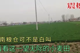 实拍豫东平原大面积麦田，再配上震撼动感的音乐，制成两分钟视频视频封面