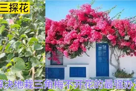 地栽三角梅不开花，找到方法了，经过花友的实验这个方法相当可行视频封面