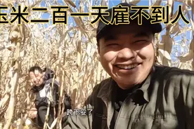 最具东北特色的职业。帮小明家扒玉米，二百一天雇不到人怎么回事视频封面