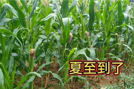夏至养生，吃好这三样，牢记这三点，让你健康过夏天视频封面