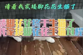 矮脚花花生猫了，我家矮脚花花生猫过程。只生一个毛孩起名黑豆子视频封面