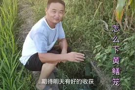 农村大叔教大家怎么下黄鳝笼，用什么饵料，其实很简单视频封面