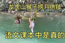 猴子捞月姿势真实存在吗？看龙虎山猴子精彩表演，真是难得一见视频封面