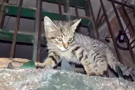 幸运的流浪猫因重病被收养！虽然病情经常复发，但主人对它不离不视频封面