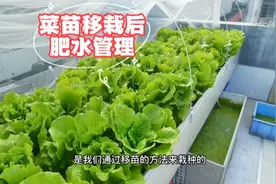 移栽菜苗不用放底肥，7天后再追肥，壮根壮苗效果好视频封面