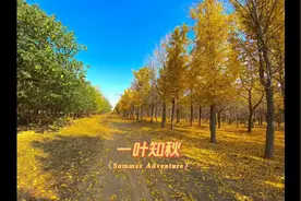 ​银杏叶是开在秋天的花，告诉人们一叶知秋美视频封面