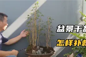 盆景养护失误出现干盆失水该怎样补救视频封面