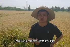 小麦收获前三大注意视频封面