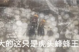 统领千军万马的马蜂蜂王您见过吗?个头特别大，比手指头还要大！视频封面