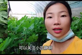 大玛无花果，南方特色果树苗，今天装500株无花果发物流！加油！视频封面