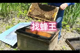 养蜂人知道的查找蜂王技巧，你会了吗？视频封面