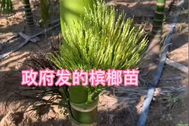 海南尖峰贫困户的槟榔、五年前种的终于开花了但是九牛一毛的😂😄视频封面