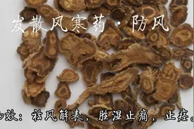 发散风寒药•防风，介绍防风的功效、应用、用法用量及注意事项。视频封面