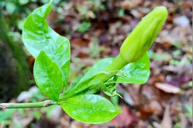 农村常见的“栀子”，它的根茎、果实都可入药，你知道哪些用途呢视频封面