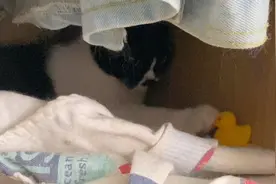我家猫喜欢玩具的方式就是咬他咬他咬他……好可怜一鸭子