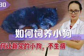 错误的饲养方式，新买的小狗呕吐多次，病情严重！应该如何喂养呢视频封面