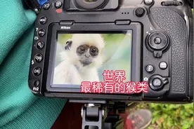比大熊猫还稀有的白头叶猴，野生的只能在广西看到，只有1000多只视频封面