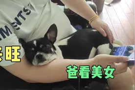 狗子踩到口香糖，气得直跳脚，回家寻找安慰的表情萌化了视频封面