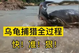乌龟精准捕猎全过程，你以为乌龟速度只有慢，事实他的速度极快视频封面