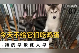 我家阿拉斯加肠胃不好“吃多一个鸡蛋”就拉x……所以，停一天。视频封面