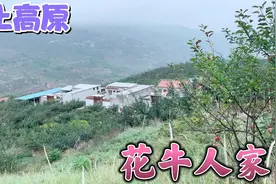 3户大山深处老农民  种植花牛苹果15亩年产8万斤 一年有多少收入视频封面