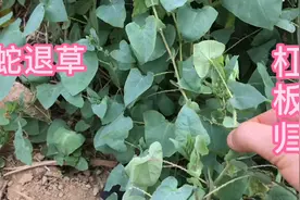 杠板归又称“蛇退草”，蛇缠腰的克星，它的三个用途很厉害视频封面