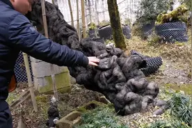 大佬收藏的一棵百万级的金弹子，实属罕见，真是大饱眼福！视频封面