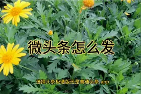 发微头条选用头条极速版还是普通版APP，目的不同效果有区别视频封面