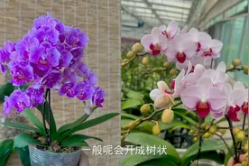 蝴蝶兰的大花和中小花有5个区别，看完这5个区别您喜欢哪种？视频封面
