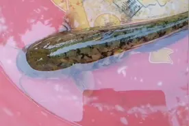 地梁浇筑好需要等十五天拆膜，闲来无事逮点小鱼小虾视频封面