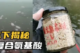 复合氨基酸究竟有没有诱鱼效果？水下测试揭露真相，结果出乎意料