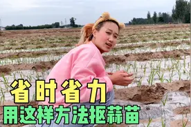 用这种方法抠蒜苗，6亩地2个人2个小时就能完成，既省时又省力