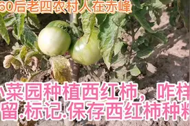小菜园种植西红柿，咋样选留.标记.保存西红柿种籽