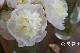 网购鲜花｜芍药季到了｜白芍花开视频封面