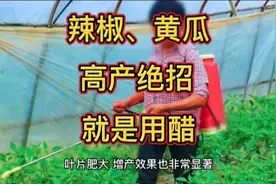 辣椒和黄瓜高产妙招，方法就是用醋，很多人已经用过多年视频封面