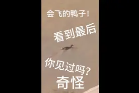 鸭子会飞！🐷能上树！视频封面